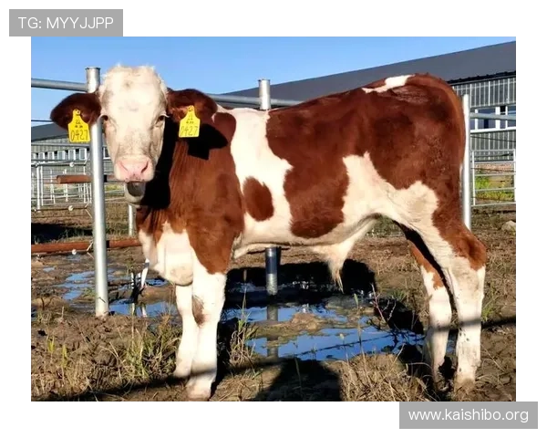 玩转尊龙凯时棋牌：新手必看的入门指南与经验分享